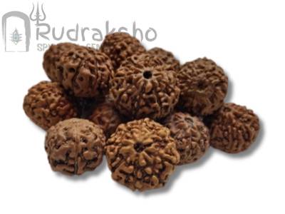 8 Mukhi Rudraksha from Indonesia
